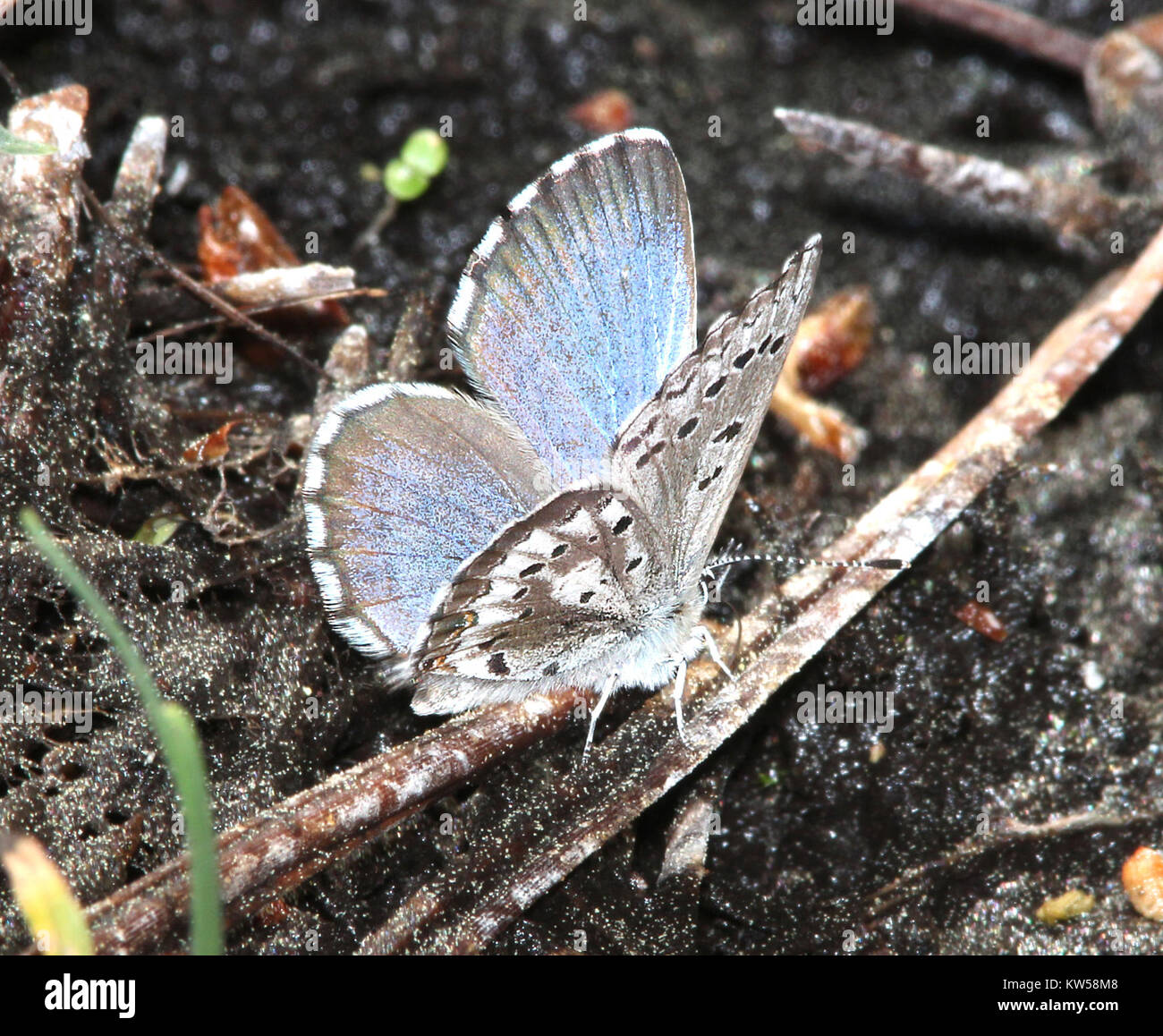 Blau, PFEILSPITZE (Glaucopsyche piasus) (6 9 13) 8500 ft, singletree Creek, Boulder mt, Wayne Co, ut (10) (9424879862) Stockfoto