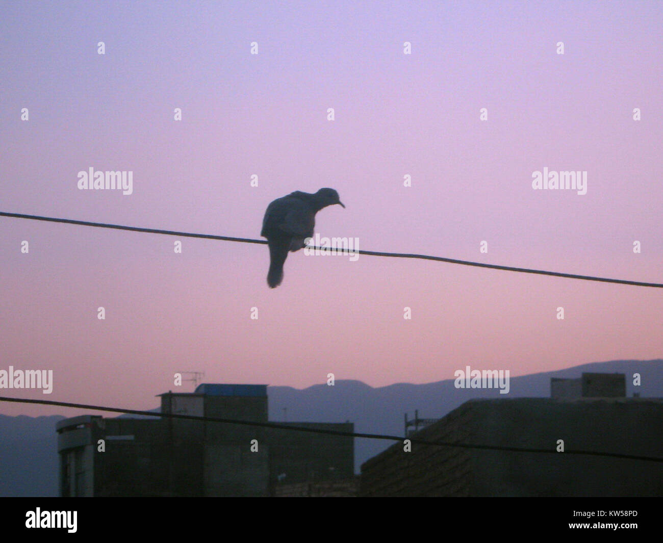 Dieses Bild zeigt einen Vogel, der während der Dämmerung auf einem Stromkabel mit der Stadt Nishapur im Hintergrund sitzt. Die Komposition hebt die Kreuzung von Natur und städtischer Infrastruktur in der Abenddämmerung hervor. Stockfoto