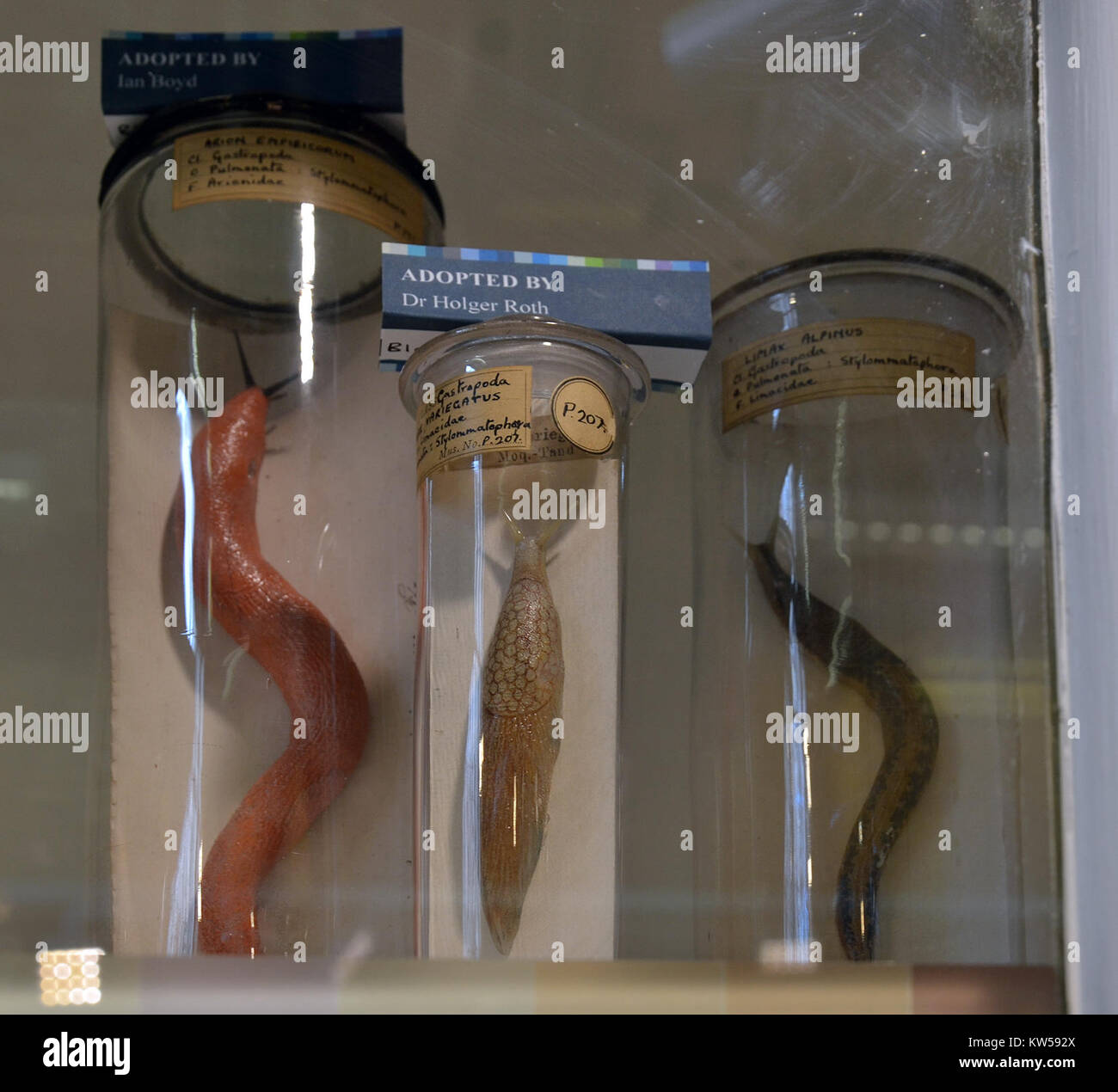 Die Blaschka-Modelle im Grant Museum of Zoology in London sind berühmt für ihre detaillierten Glasdarstellungen der Meeres- und Pflanzenwelt. Diese Modelle dienen sowohl als wissenschaftliche Artefakte als auch als Kunstwerke und spiegeln die Beherrschung der Glaskunst und das Studium der Naturgeschichte wider. Stockfoto