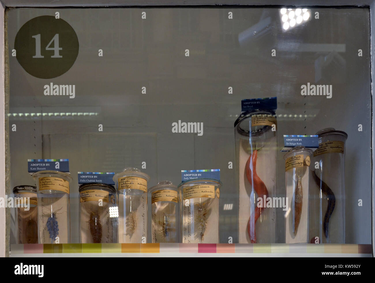 Das Blaschka Grant Museum of Zoology in London beherbergt eine Sammlung komplizierter Glasmodelle der Meereslebewesen, die von der Familie Blaschka geschaffen wurden und die Schnittpunkte von Kunst und Wissenschaft darstellen. Stockfoto