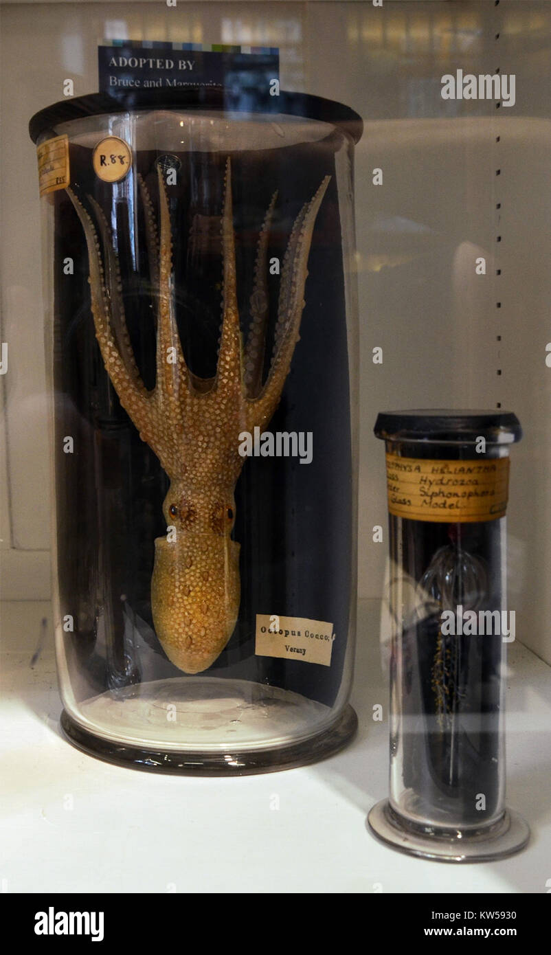 Ein Bild, das am 5. August 2013 im Blaschka Grant Museum of Zoology in London aufgenommen wurde und eine Sammlung von zoologischen Exemplaren mit Schwerpunkt auf pädagogischen Ausstellungen und Naturgeschichte zeigt. Stockfoto