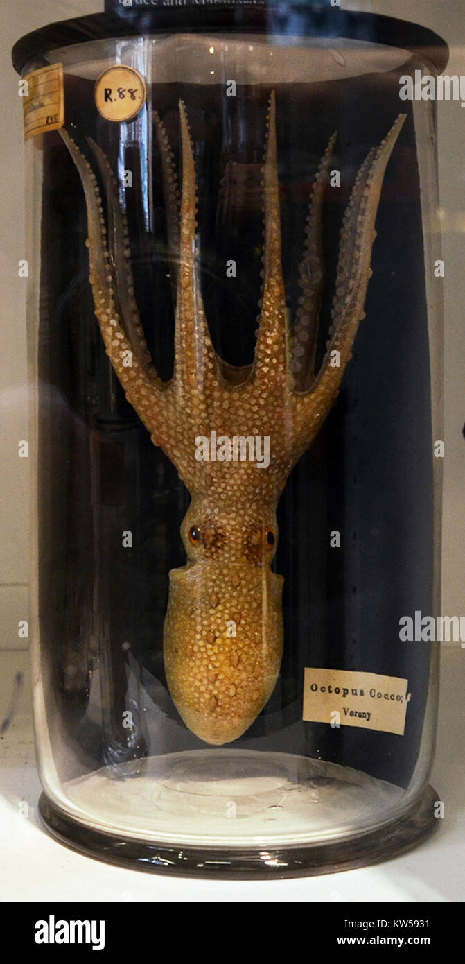Dieses Bild zeigt ein Exemplar von Blaschka, das im Grant Museum of Zoology in London ausgestellt wurde. Die Sammlung, die für ihre detaillierten Glasmodelle von Tieren bekannt ist, ist für ihren erzieherischen und wissenschaftlichen Wert bekannt. Stockfoto