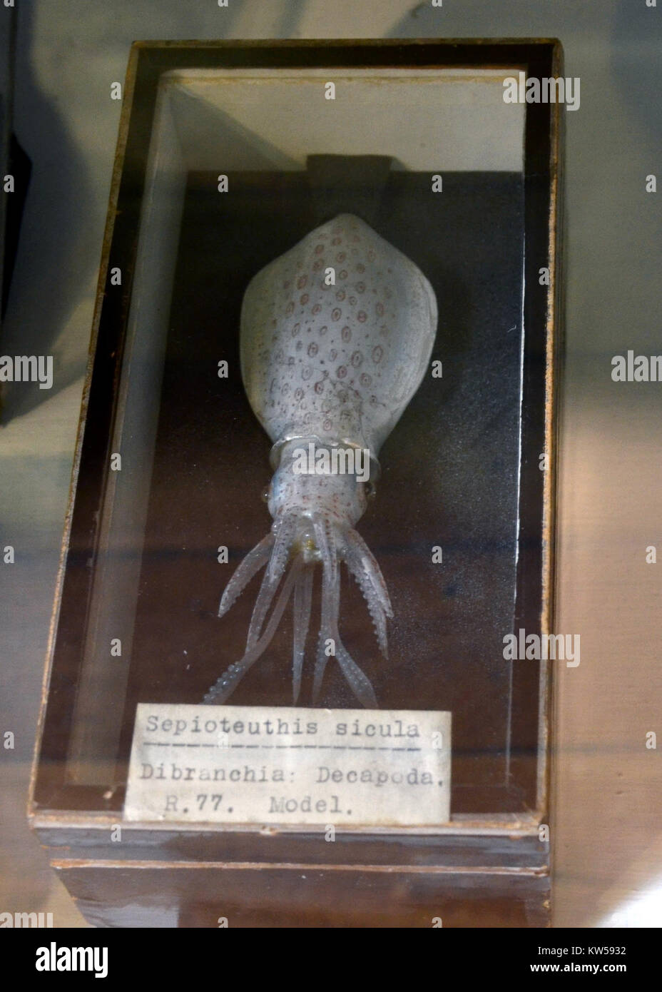 Die Blaschka Collection im Grant Museum of Zoology in London zeigt Glasmodelle von wirbellosen Meerestieren. Diese detaillierten, komplizierten Modelle wurden von Leopold und Rudolf Blaschka entworfen und bieten wertvolle Einblicke in die Meeresbiologie und das künstlerische Handwerk. Stockfoto