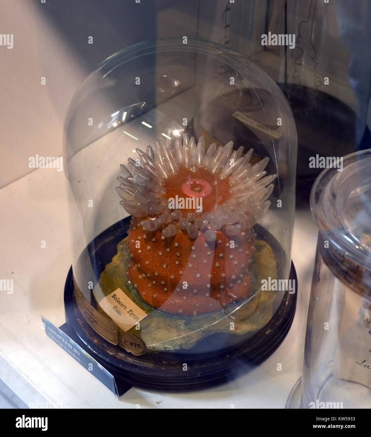 Dieses Bild zeigt eine Sammlung von Blaschka-Glasmodellen, die im Grant Museum of Zoology in London ausgestellt sind. Die Blaschkas sind bekannt für ihre detaillierten, präzisen Darstellungen der Meereslebewesen, die aus Glas für wissenschaftliche Studien und künstlerische Zwecke hergestellt wurden. Stockfoto