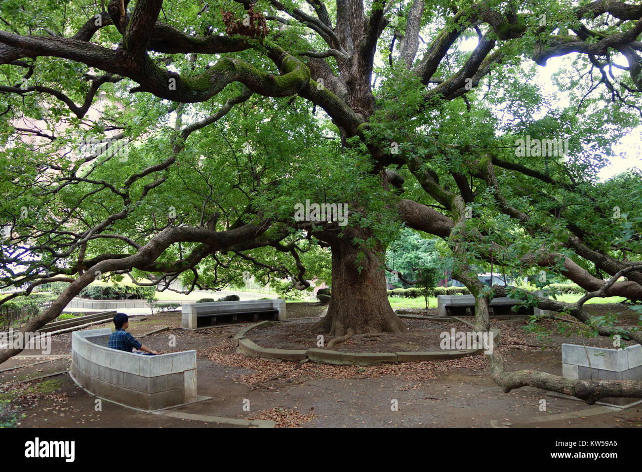 Ein Foto des Big Tree auf dem Hongo Campus der Universität Tokio. Das Bild zeigt die Pracht des Baumes auf dem Campus, ein wesentliches Merkmal des Außenbereichs und der natürlichen Umgebung der Universität. Stockfoto