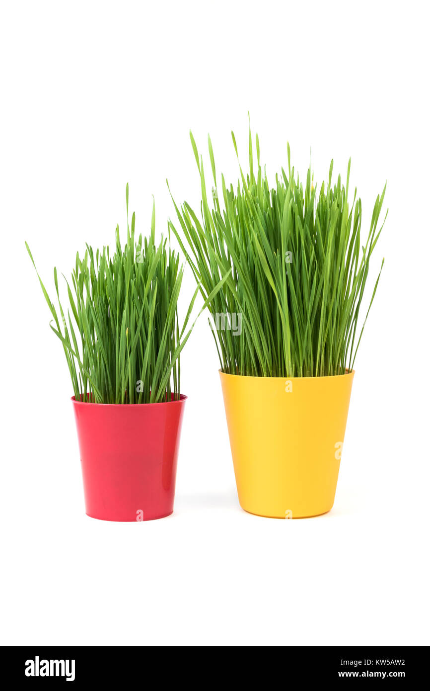 Junge Grüne Weihnachten Weizen in einem roten und gelben Topf auf einem weißen Hintergrund. Weihnachten Symbol. Stockfoto