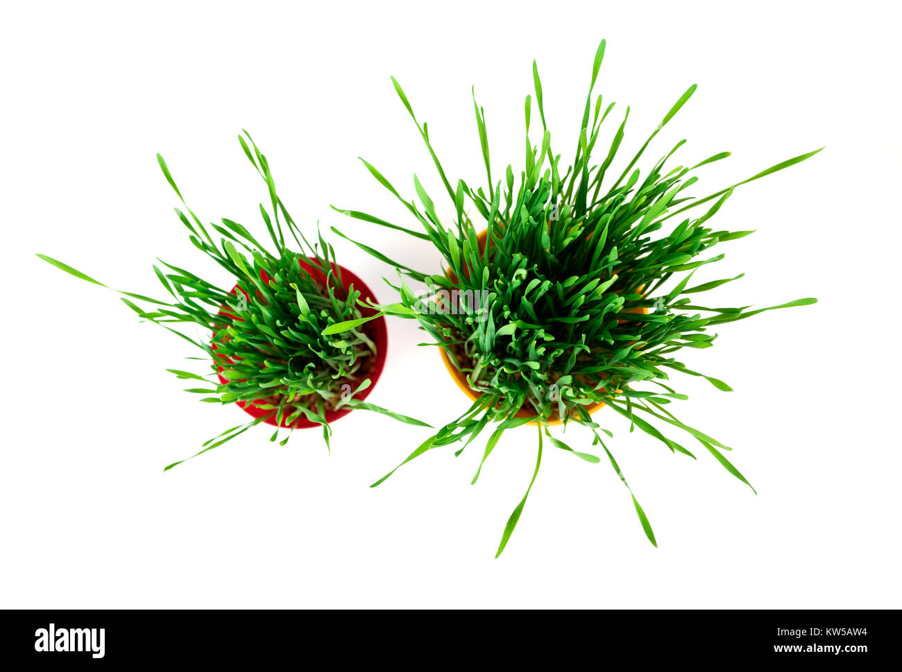 Junge Grüne Weihnachten Weizen in einem roten und gelben Topf auf einem weißen Hintergrund. Weihnachten Symbol. Stockfoto