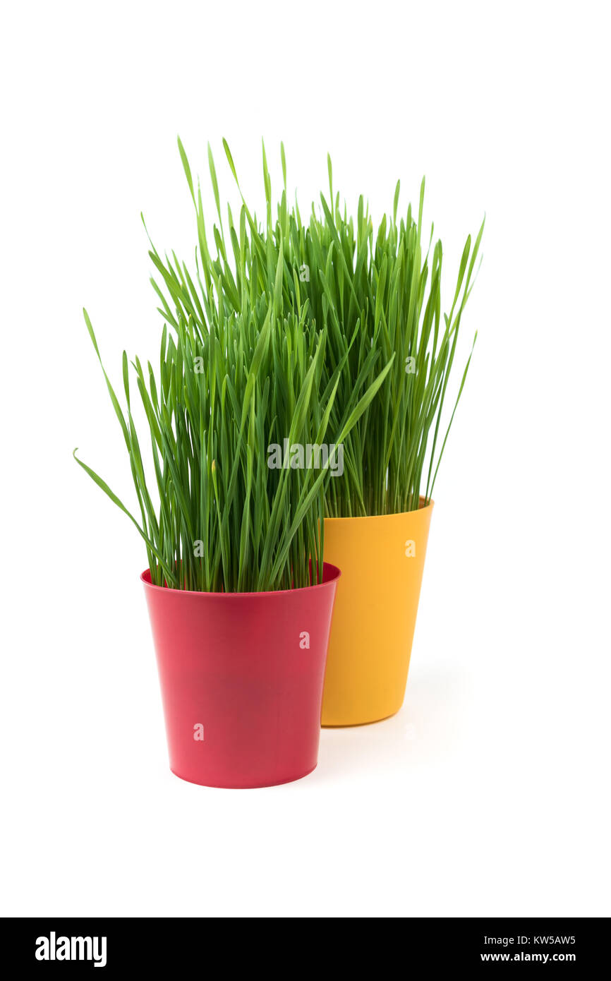 Junge Grüne Weihnachten Weizen in einem roten und gelben Topf auf einem weißen Hintergrund. Weihnachten Symbol. Stockfoto