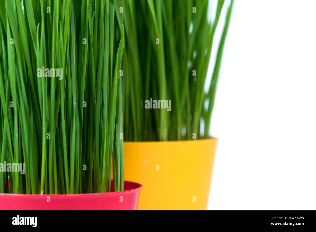 Junge Grüne Weihnachten Weizen in einem roten und gelben Topf auf einem weißen Hintergrund. Weihnachten Symbol. Stockfoto