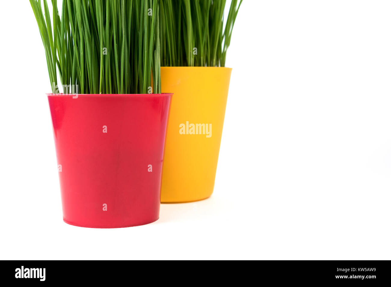 Junge Grüne Weihnachten Weizen in einem roten und gelben Topf auf einem weißen Hintergrund. Weihnachten Symbol. Stockfoto
