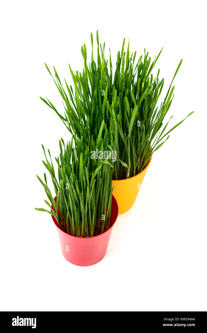 Junge Grüne Weihnachten Weizen in einem roten und gelben Topf auf einem weißen Hintergrund. Weihnachten Symbol. Stockfoto