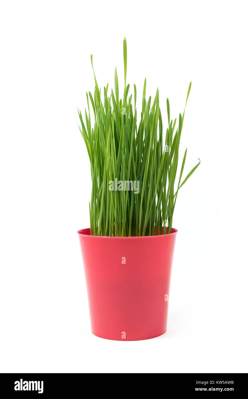 Junge Grüne Weihnachten Weizen in einem Blumentopf Rot auf weißem Hintergrund. Weihnachten Symbol. Stockfoto