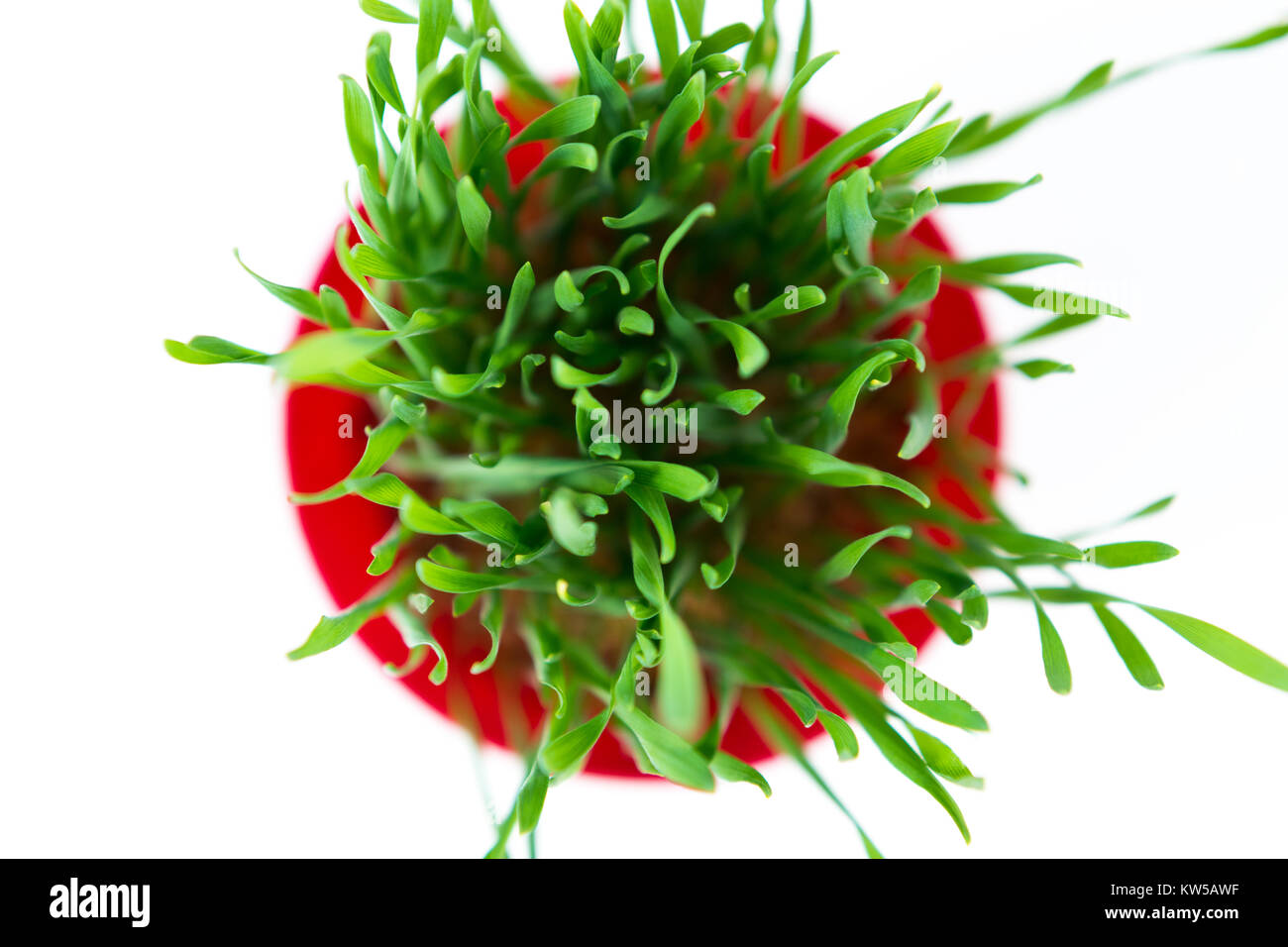 Junge Grüne Weihnachten Weizen in einem Blumentopf Rot auf weißem Hintergrund. Weihnachten Symbol. Stockfoto