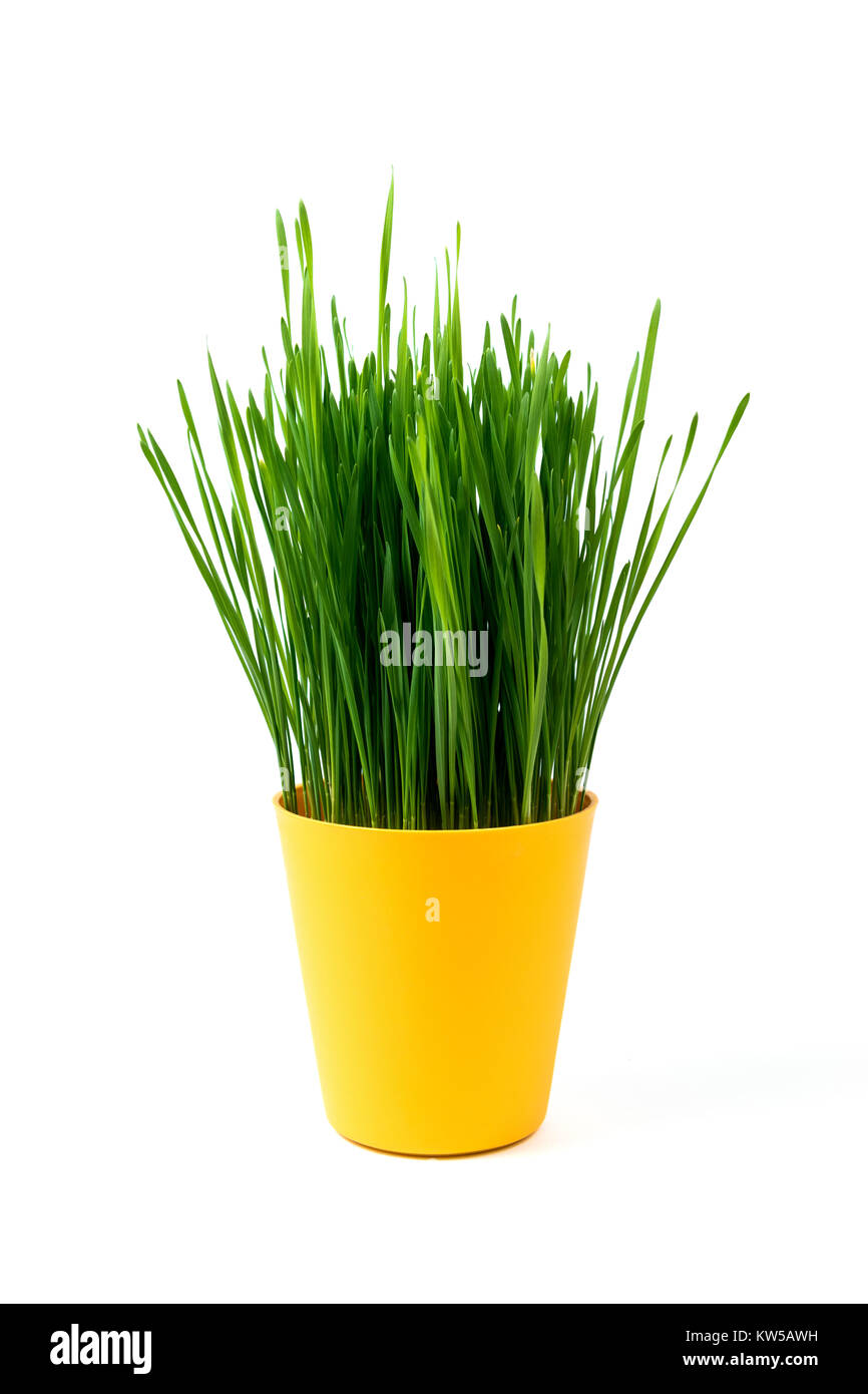 Junge grüne Weizen in einem gelben Topf auf einem gelben Hintergrund, Oberfläche. Weihnachten Symbol. Stockfoto