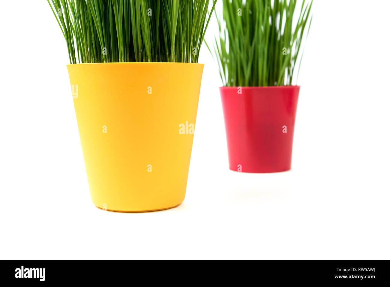 Junge Grüne Weihnachten Weizen in einem roten und gelben Topf auf einem weißen Hintergrund. Weihnachten Symbol. Stockfoto