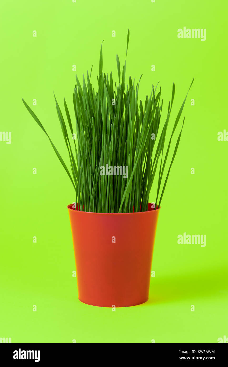Junge Grüne Weihnachten Weizen in einem roten Topf, der auf einer lebhaften grünen Hintergrund, Oberfläche. Stockfoto