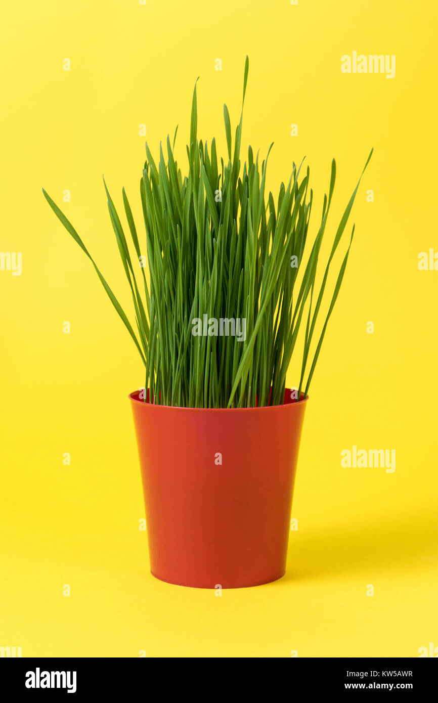 Junge Grüne Weihnachten Weizen in einem roten Topf auf einem gelben Hintergrund. Stockfoto