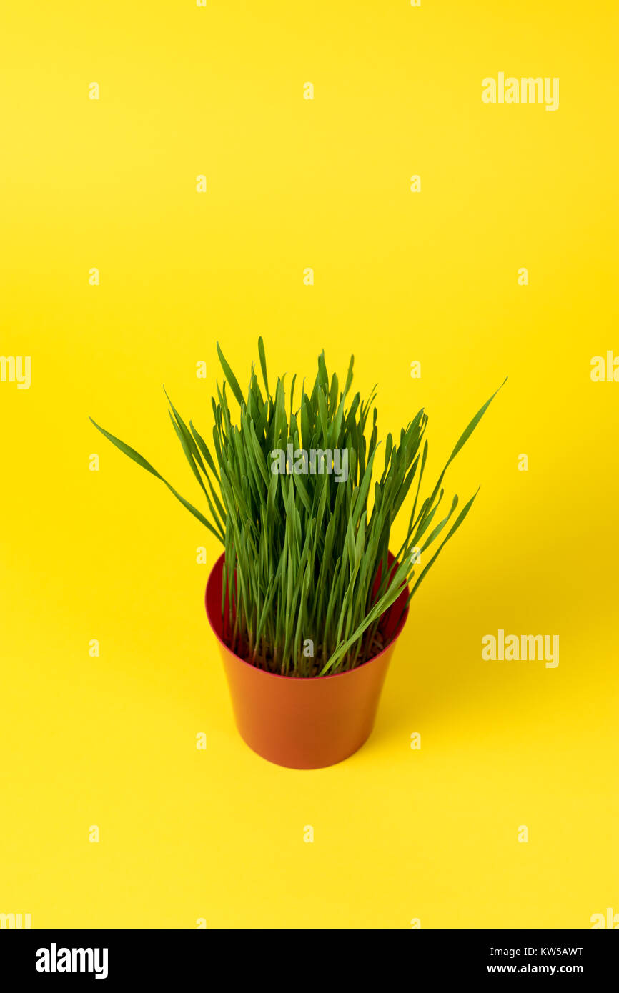 Junge Grüne Weihnachten Weizen in einem roten Topf auf einem gelben Hintergrund. Stockfoto