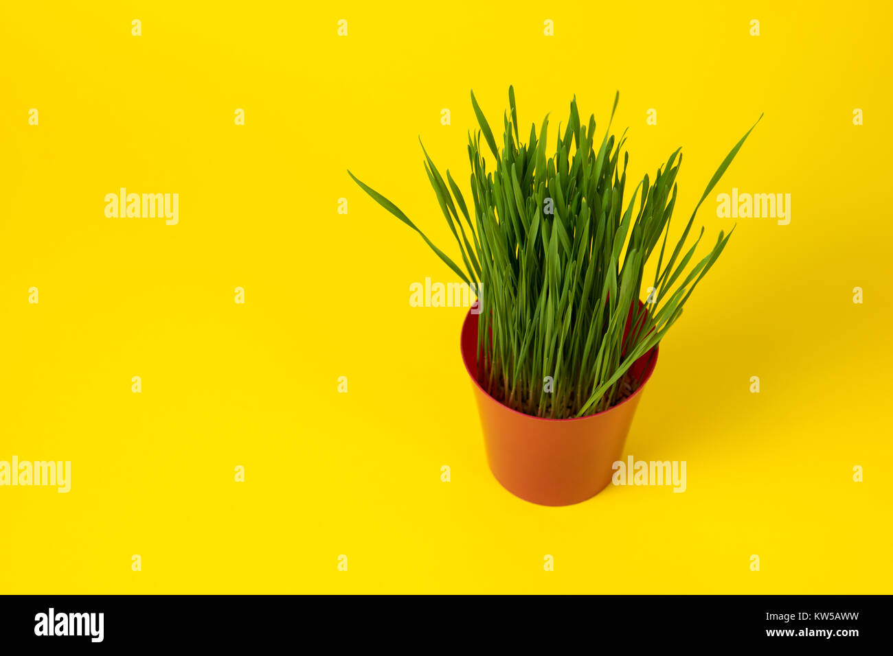 Junge Grüne Weihnachten Weizen in einem roten Topf auf einem gelben Hintergrund. Stockfoto