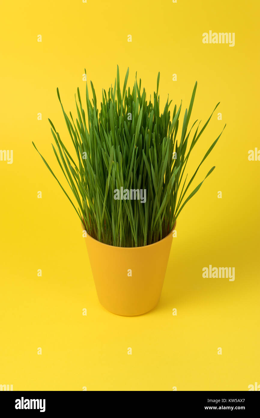 Grüne junge Weizen in einem gelben Blumentopf auf gelbem Hintergrund, Oberfläche. Leuchtende Tapeten. Stockfoto