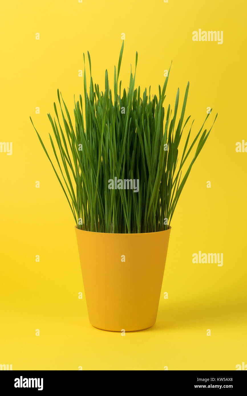 Grüne junge Weizen in einem gelben Blumentopf auf gelbem Hintergrund, Oberfläche. Leuchtende Tapeten. Stockfoto