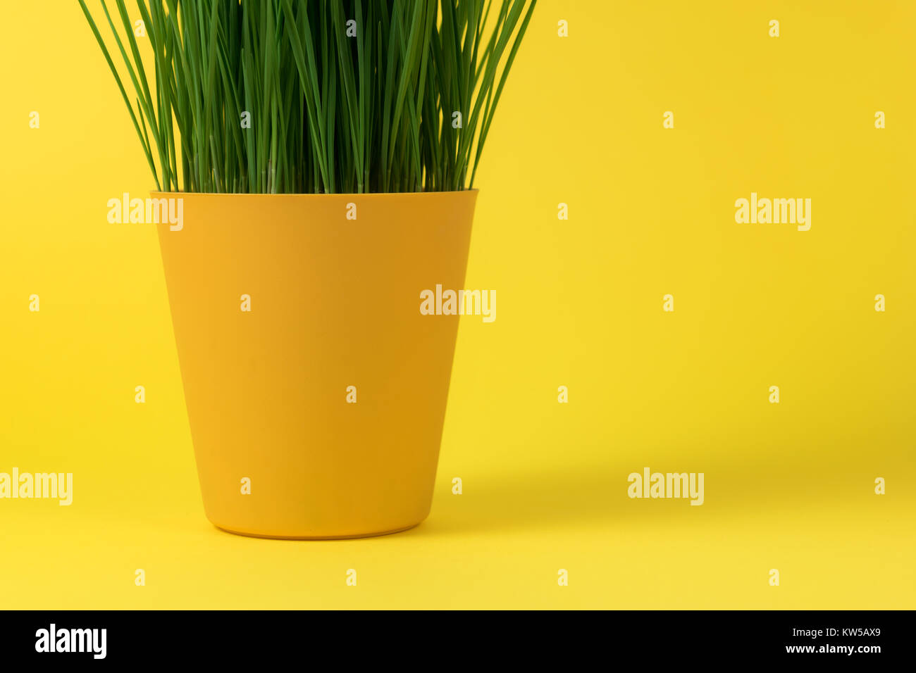 Grüne junge Weizen in einem gelben Blumentopf auf gelbem Hintergrund, Oberfläche. Leuchtende Tapeten. Stockfoto