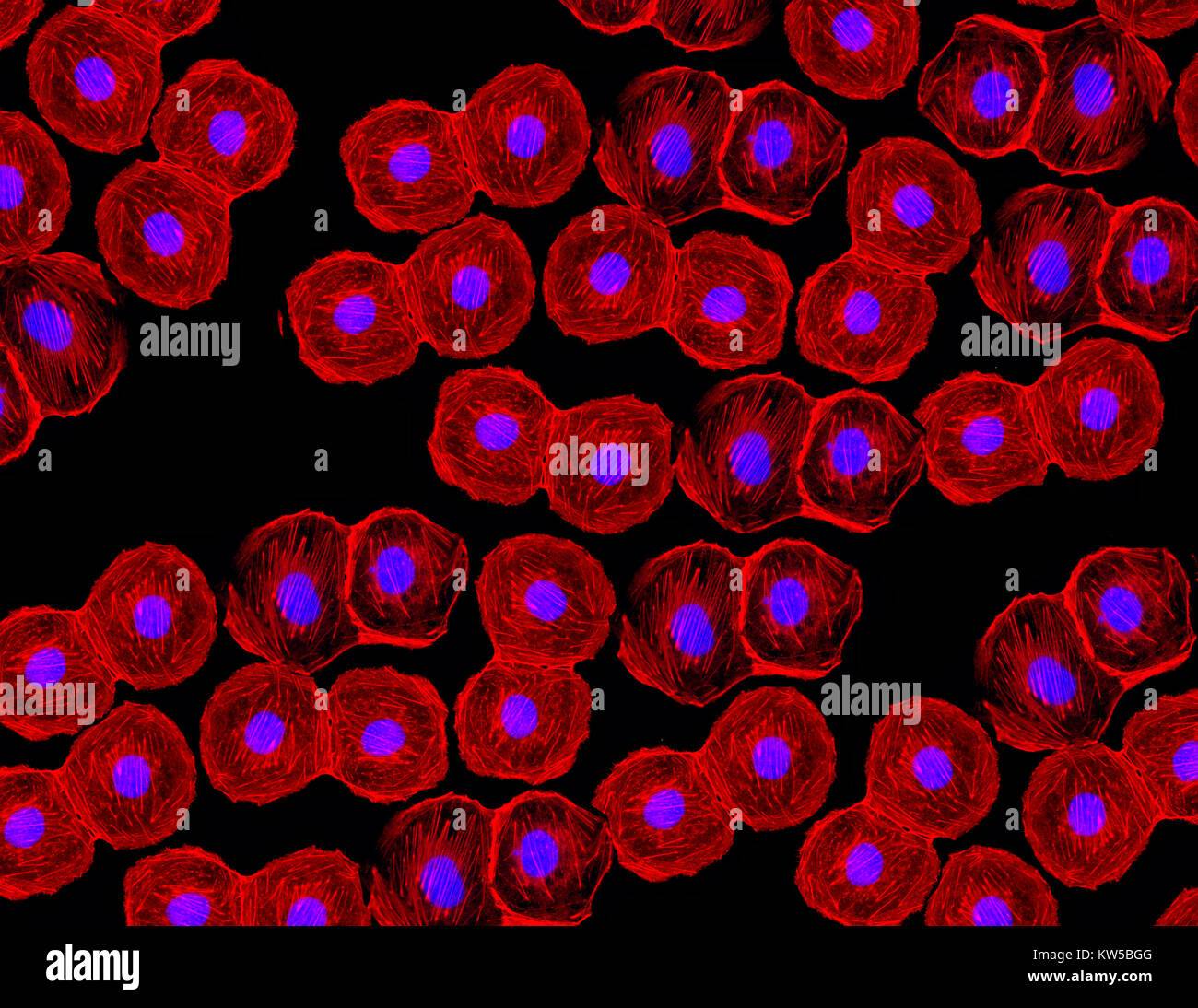 Fluoreszierendes Bild von menschlichen Stammzellen, die mit monoklonalen Antikörpermarkern unter der Mikroskopie gefärbt wurden und Zellkerne in Blau und Mikrotubuli in Rot zeigen Stockfoto