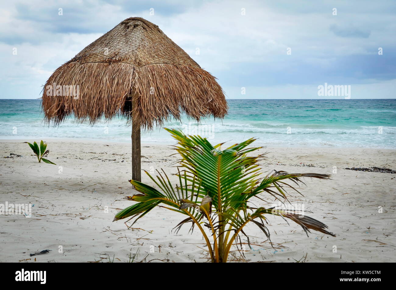 Palm Tree isoliert auf dem weißen Sand Strand in Tulum, Mexiko Playa del Carmen Karibische Meer tropische Coconut Stockfoto