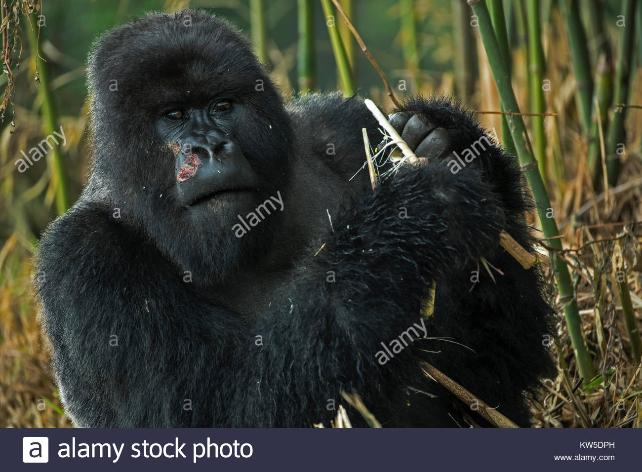 Gorilla Essen Stockfotos & Gorilla Essen Bilder - Alamy