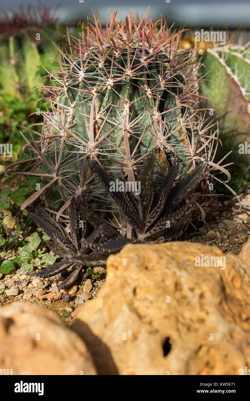 Cactus gepflanzt im Boden, bis Schuß schließen Stockfoto