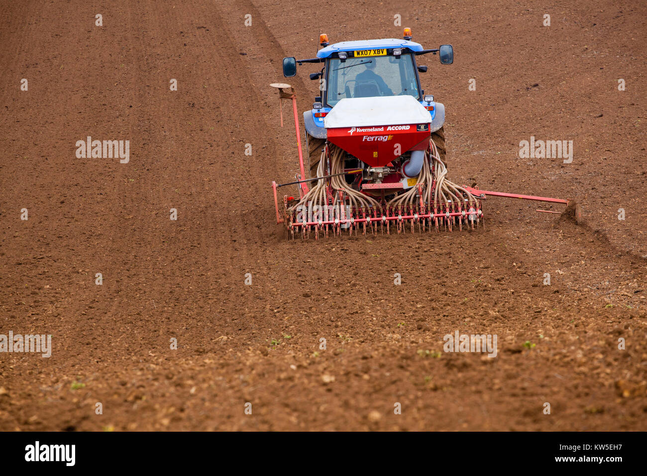 Bohren Gerste im Frühjahr, Gloucestershire, VEREINIGTES KÖNIGREICH Stockfoto