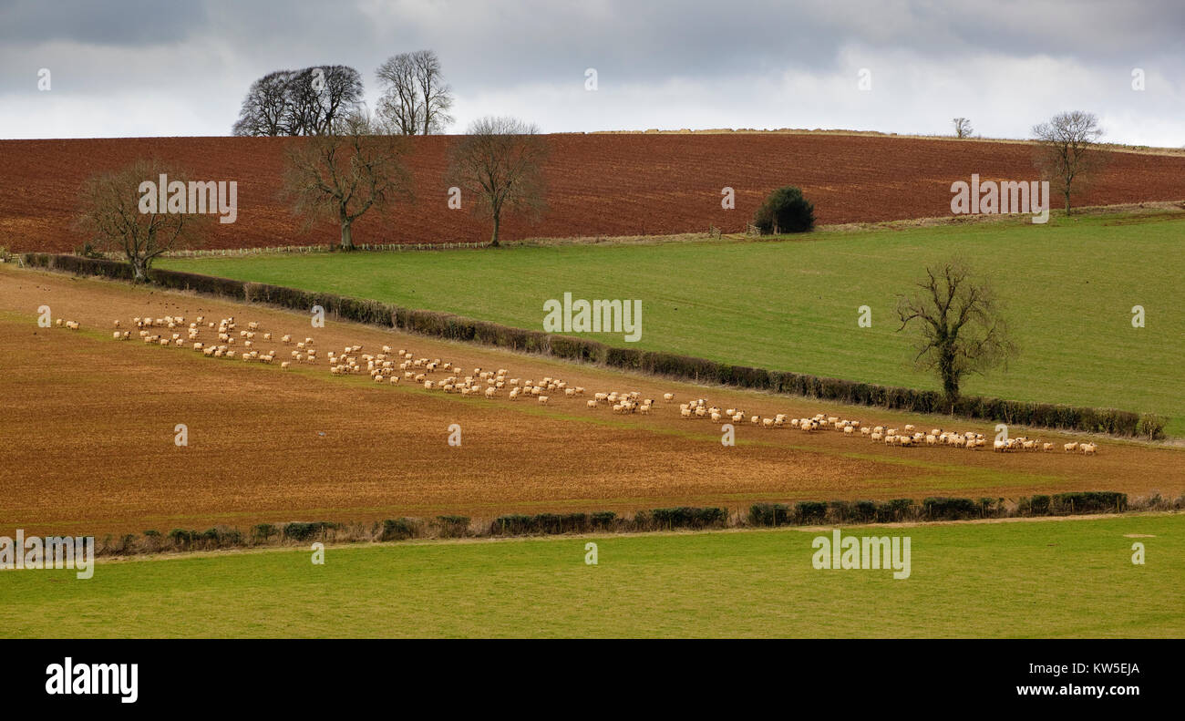 Schafe auf dem Ackerland, späten Winter Stockfoto