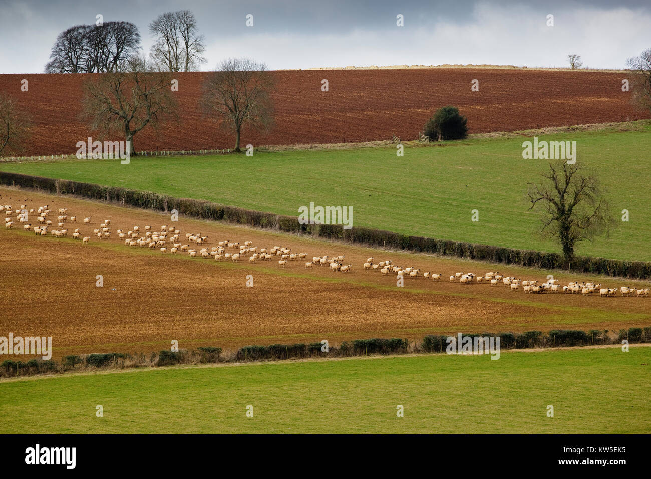 Schafe auf dem Ackerland, späten Winter Stockfoto
