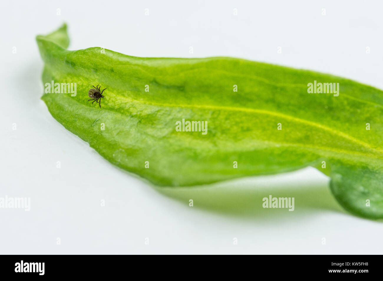 Castor bean Klicken Sie auf ein grünes Blatt. Ixodes ricinus. Weißer Hintergrund. Lauern milbe. Gefährliche Parasiten. Träger der Infektion. Lyme Krankheit, Enzephalitis. Stockfoto