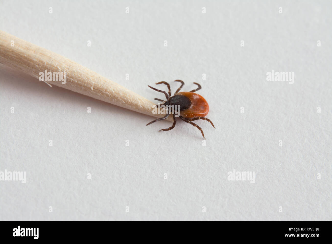 Der Castor bean ticken und Zahnstocher aus Holz. Ixodes ricinus. Gefährliche Parasiten und Träger der Infektion wie Enzephalitis und Lyme Borreliose. Stockfoto