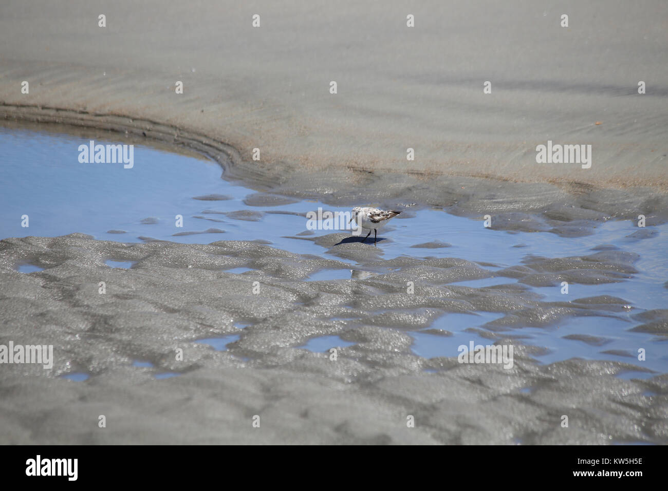 Eine kleine Sandpiper neben einem tide pool entlang der Küste South Carolina. Stockfoto