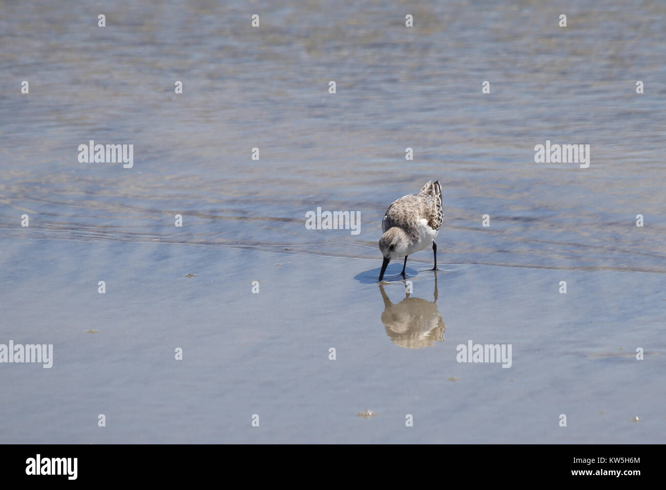 Eine kleine Sandpiper neben einem tide pool entlang der Küste South Carolina. Stockfoto