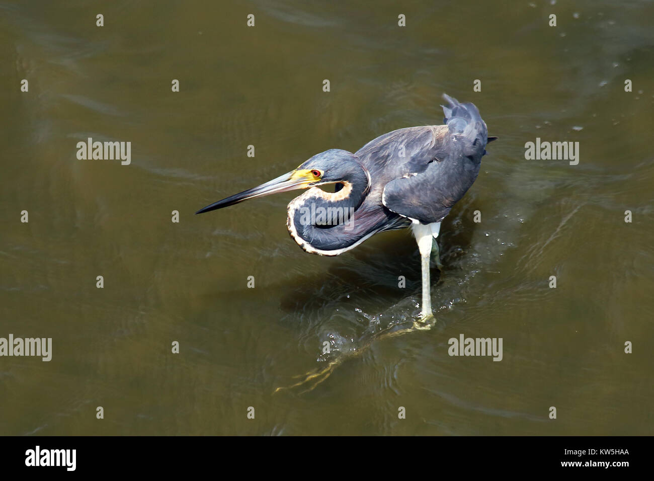 Eine dreifarbige Heron watet in einer Flussmündung. Stockfoto