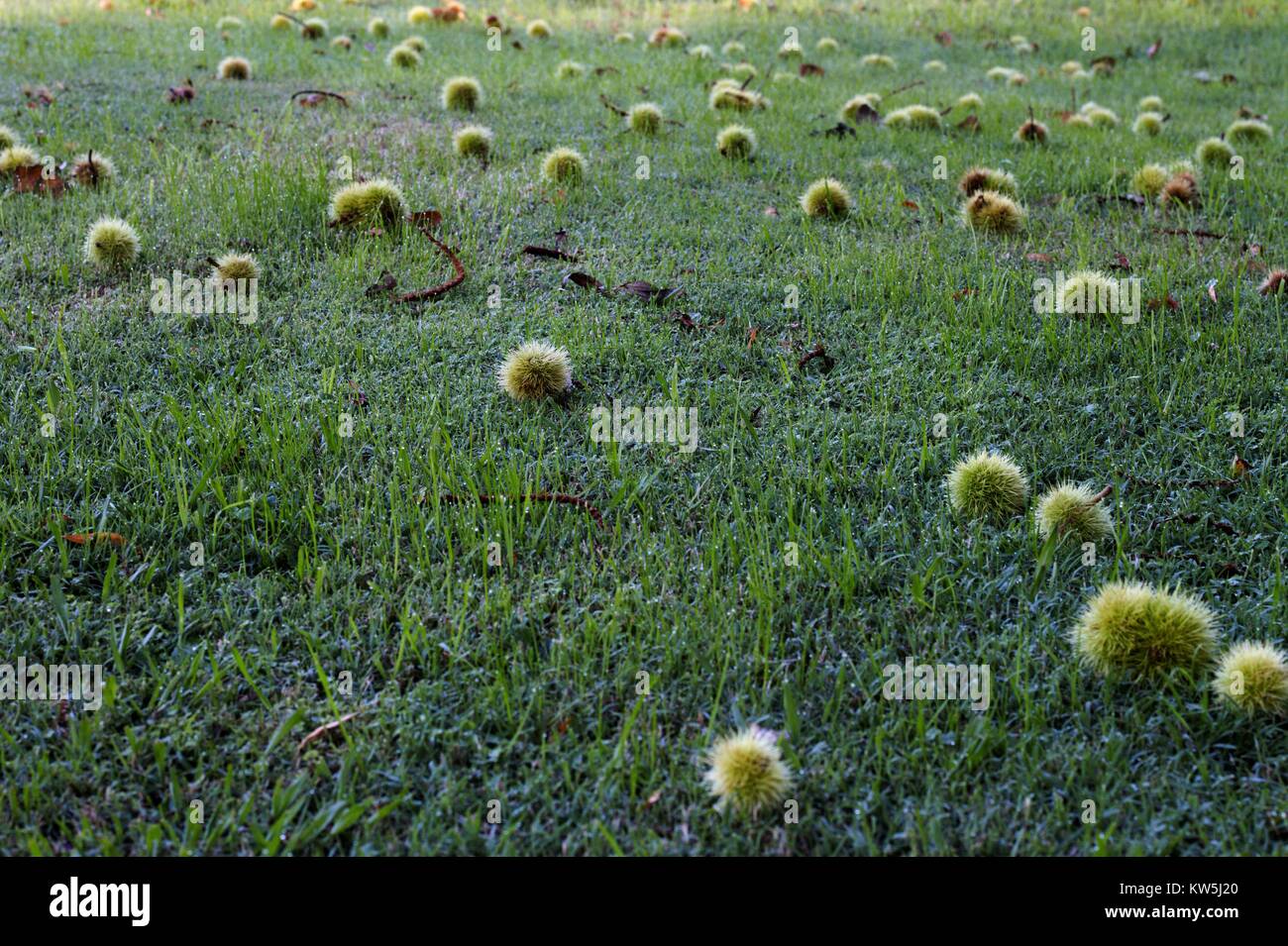 Stacheliger ball baum Fotos und Bildmaterial in hoher Auflösung Alamy