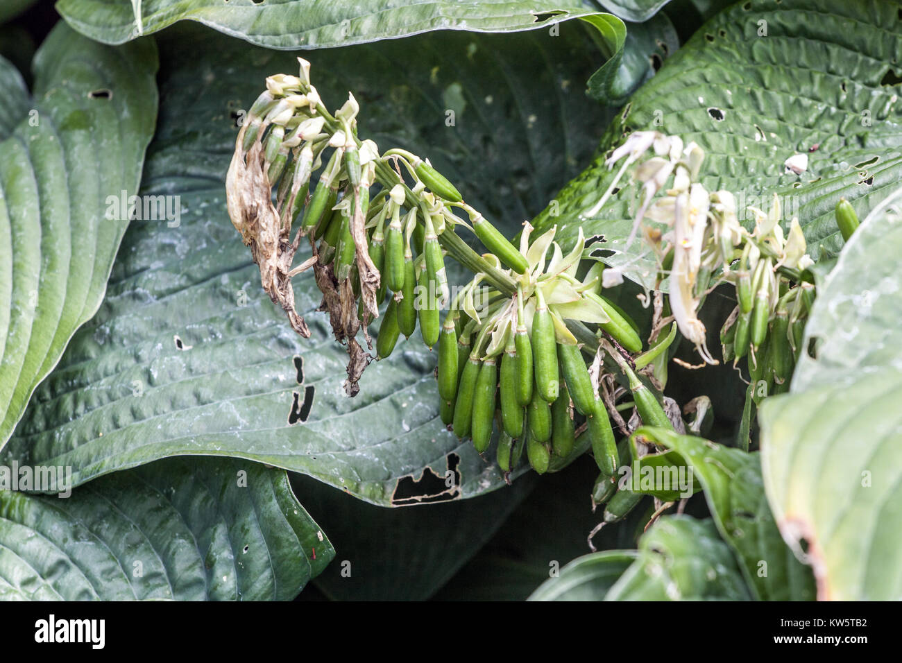 Hosta reifenden Samen Stockfoto