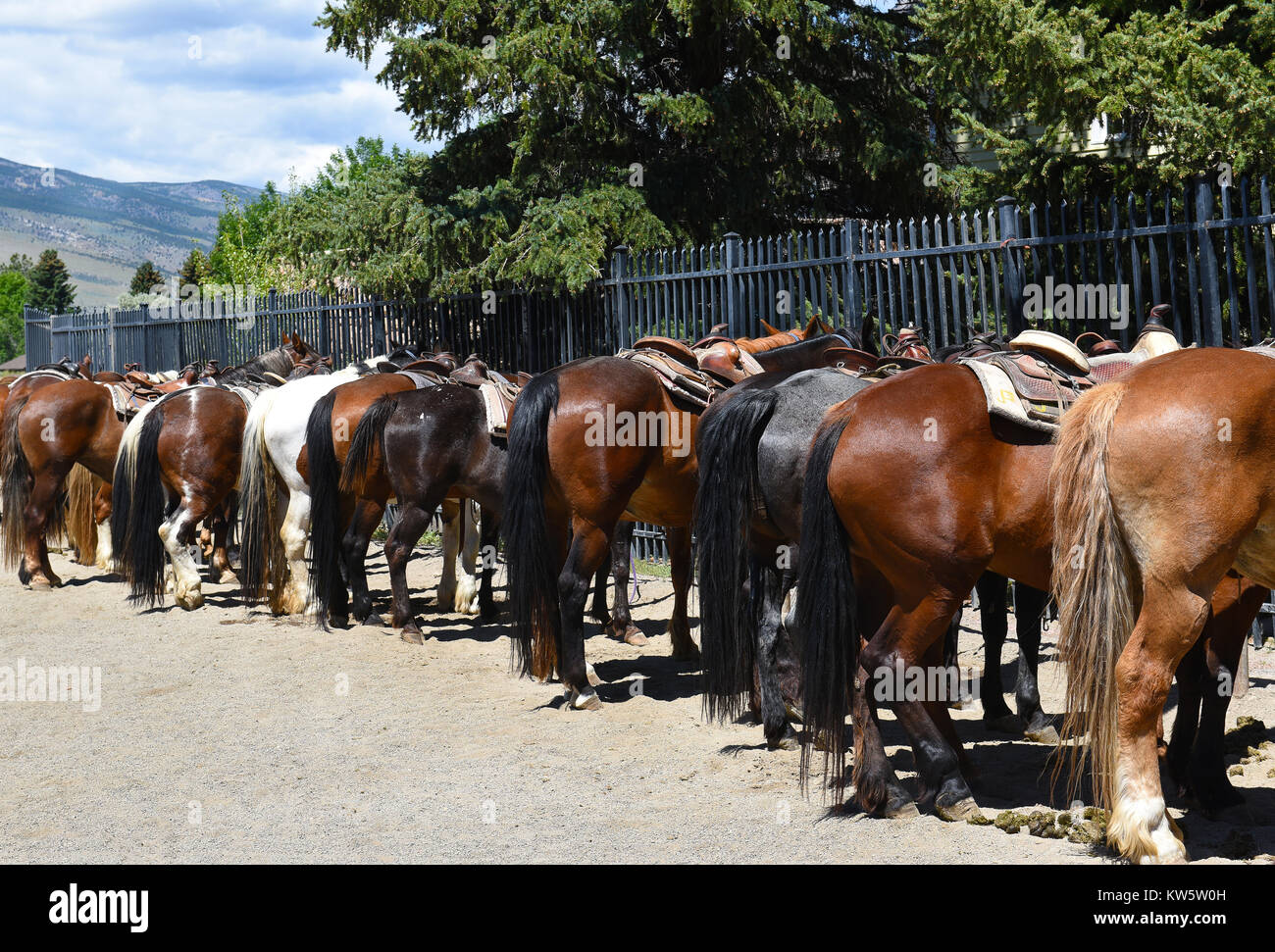 CODY, Wyoming - Juni 24, 2017: gesattelte Pferde an der Buffalo Bill Zentrum des Westens. Wanderritte im Zentrum angeboten. Stockfoto