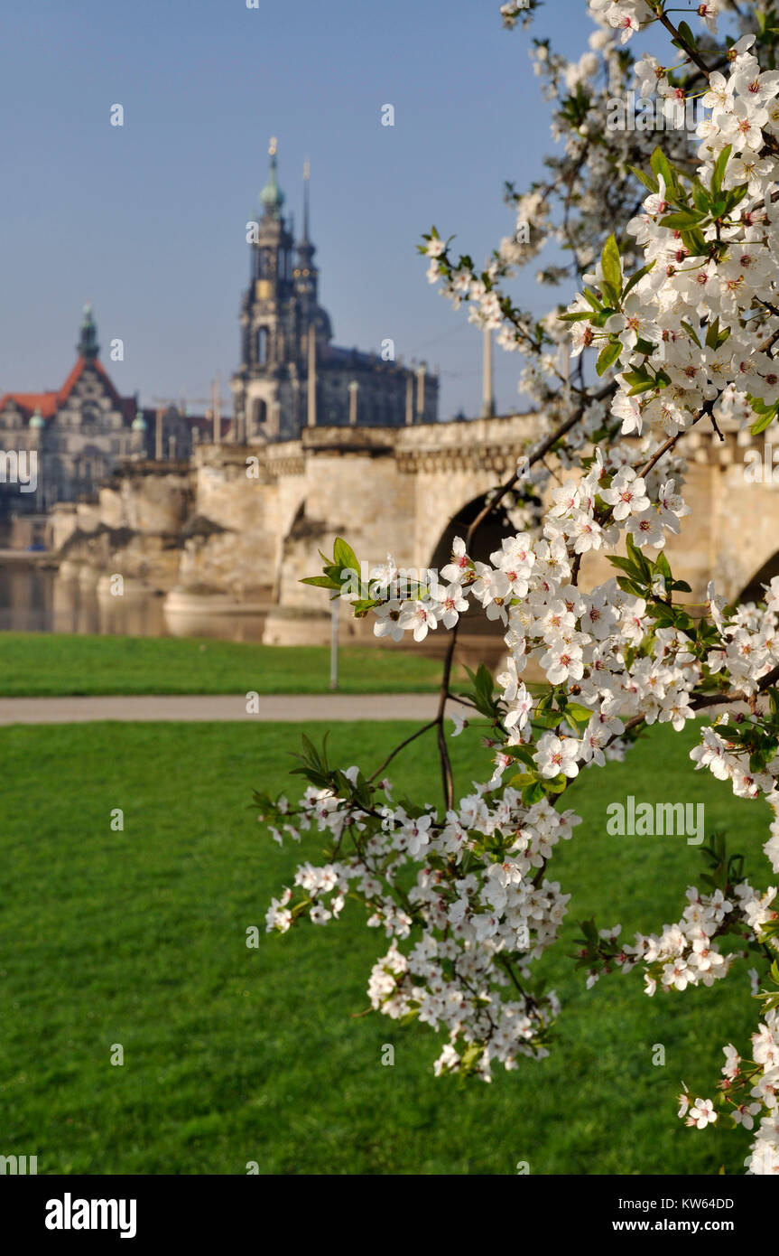 Dresdner Frühling im Fruehling Elbufer, Dresden am Elbufer Stockfoto