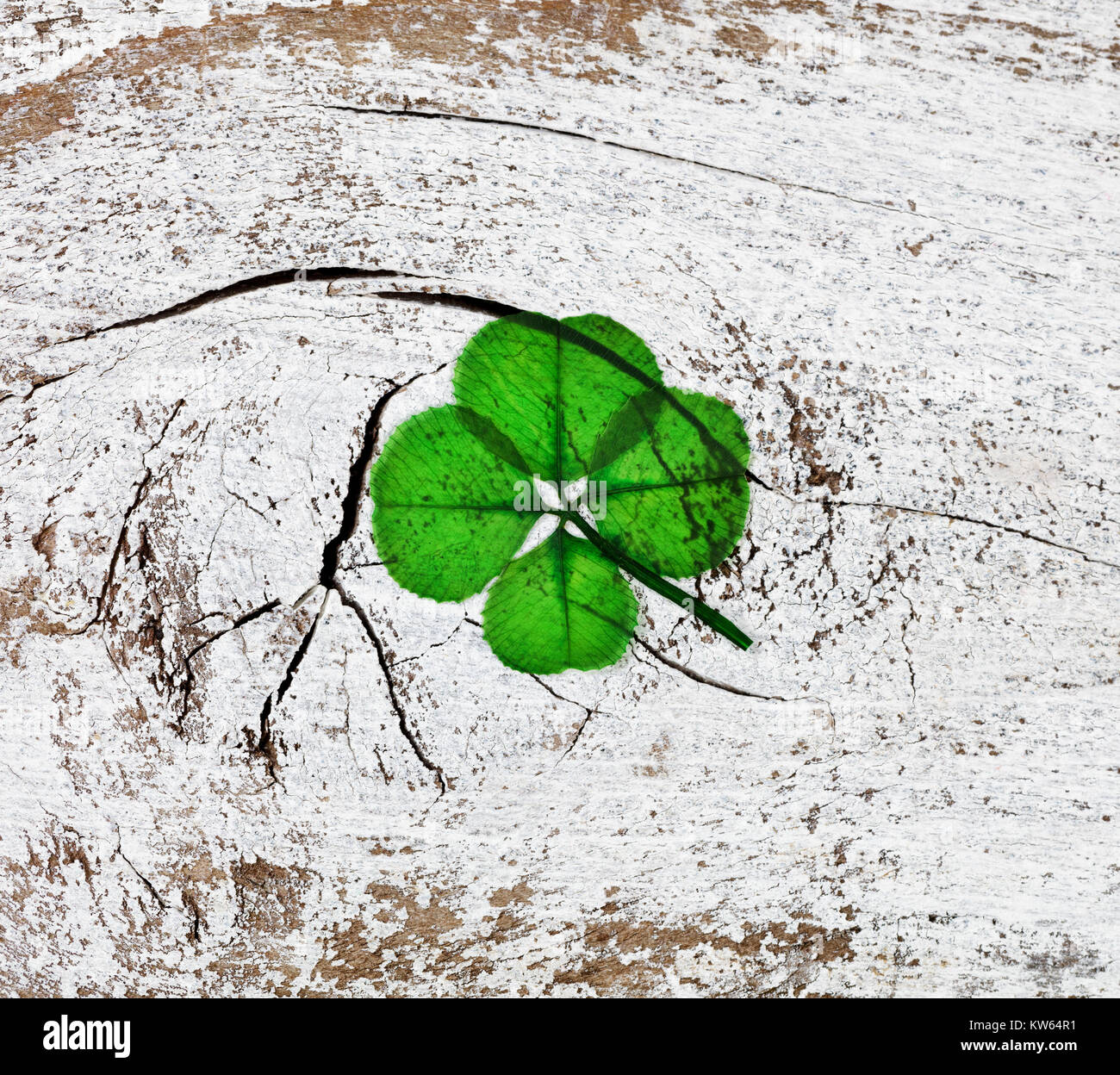 Real Four Leaf Clover auf rustikalen Holzbrettern, Ansicht von oben Stockfoto