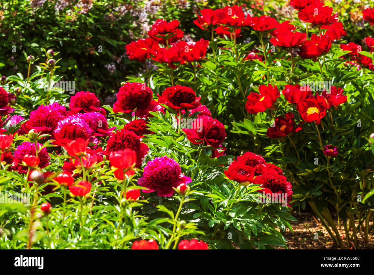 Red Päonien Garten, Pfingstrose, Paeonia lactiflora, schöne Blume Garten Stockfoto