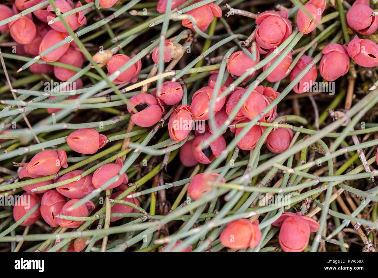 Ephedra monosperma, rote Früchte Zwerg Mormonen Tee rote Samen Pflanzen Beeren Ephedra Konus Pflanze Ephedra Pflanze Stockfoto