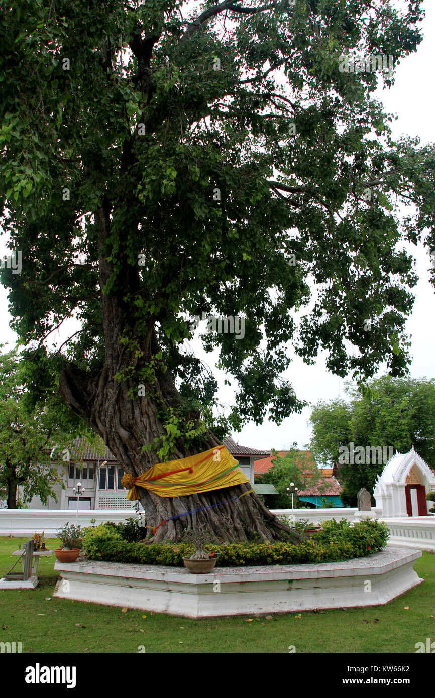 Sehr große Banyan Tree im Kloster Wat Suwandararam Rajawaraviharn in Ayutthaya, Thailand Stockfoto