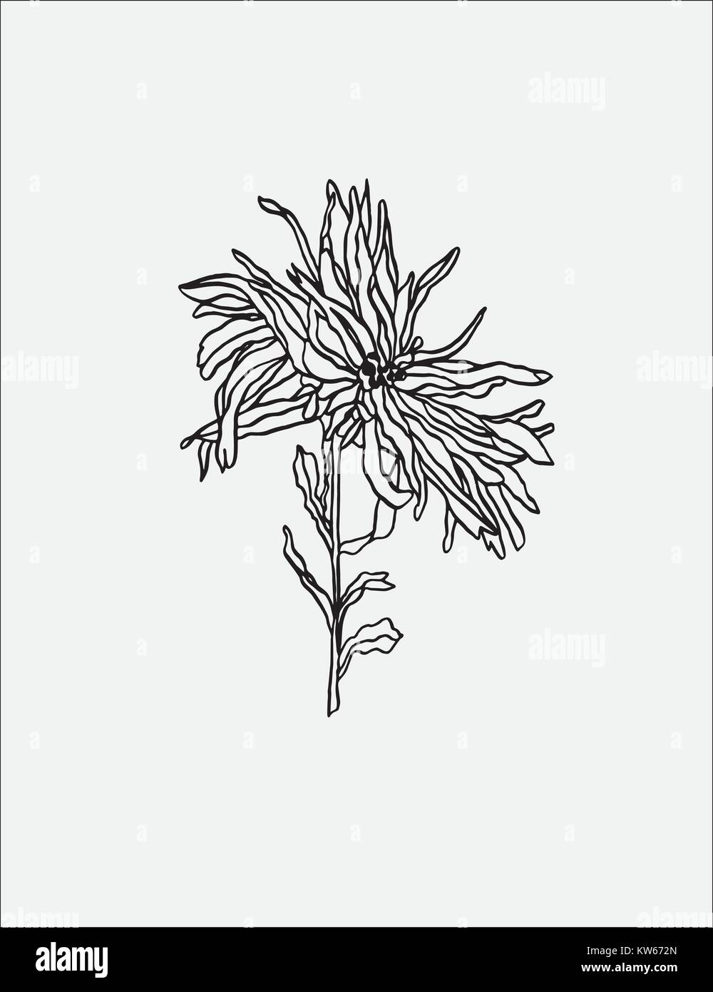 Vector Illustration Aster Blume mit Blättern im Jugendstil Stock Vektor