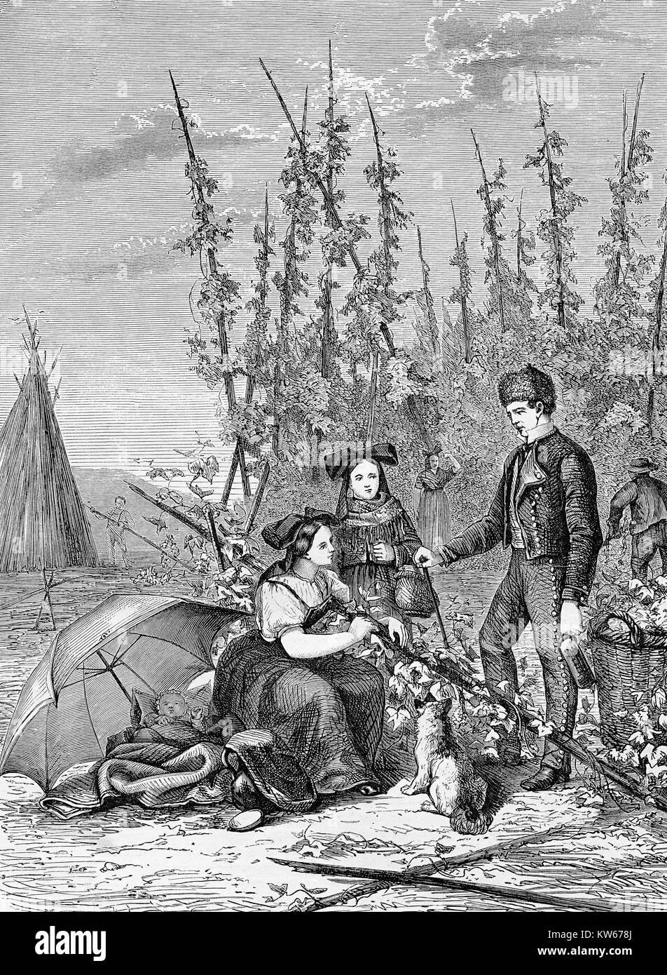 Bauer mit Familie bei hop Ernte in Elsass Frankreich, vintage Gravur Stockfoto