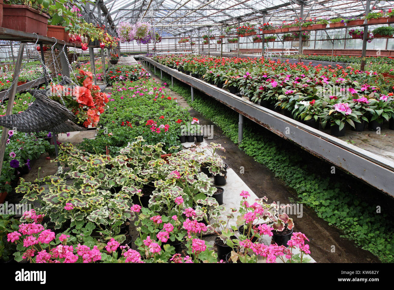 Einzigartige mit hängenden Blumentöpfe mit Blumen, die im Frühling oder im Sommer Begonien zur Dekoration oder Geschenke mit Hintergrund von Blumen. Florales Muster Stockfoto