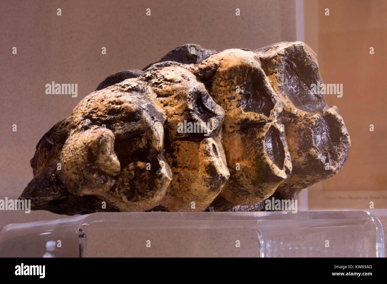 Mastodon (Mammut americanus) fossiler Zahn, Hagerman Fossil Beds National Monument, Idaho Stockfoto